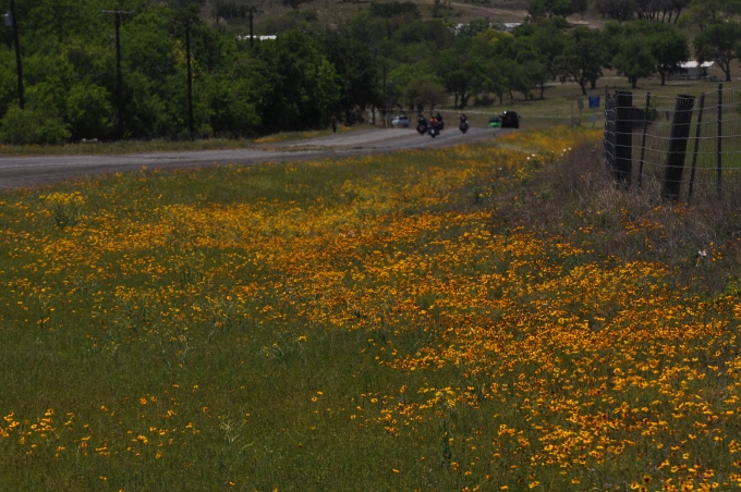 yellow flowers along the highway 